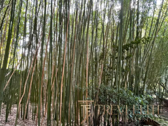 Высокие бамбуковые стебли в лесу, зелень и прозрачный свет сверху, природная красота и уединение.