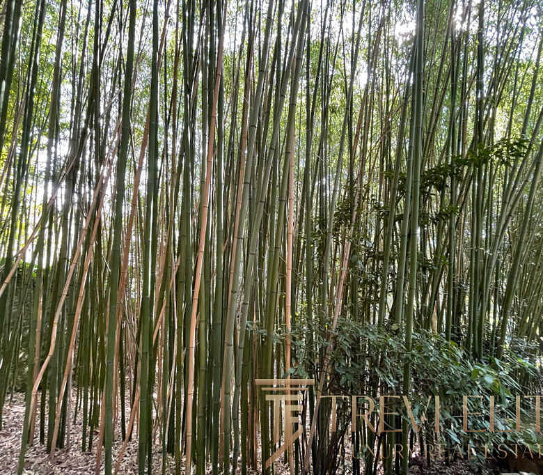 Высокие бамбуковые стебли в лесу, зелень и прозрачный свет сверху, природная красота и уединение.