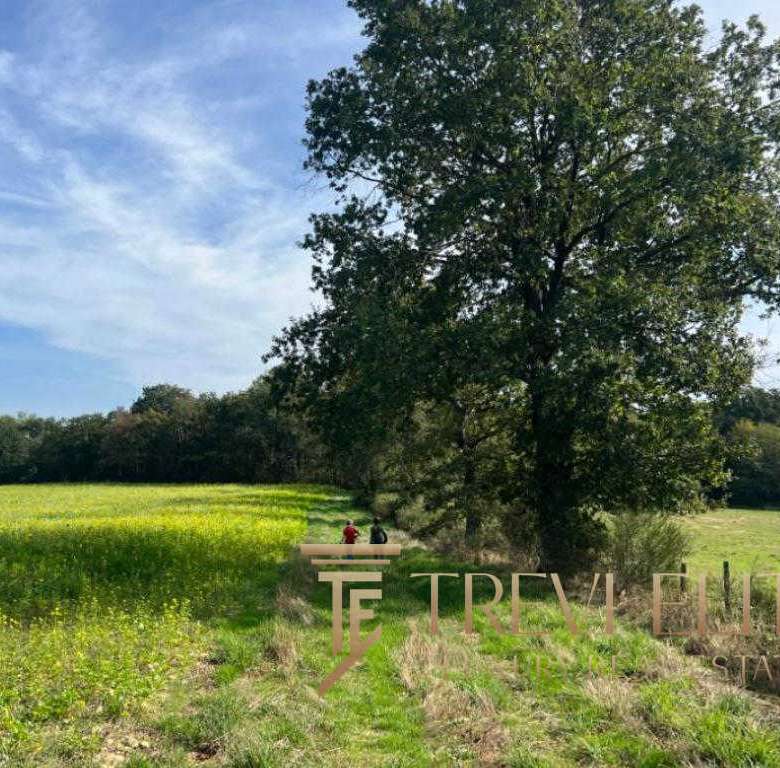 Уединённая природная сцена с зелёным полем и крупным деревом под голубым небом. Идеально для элитной недвижимости и инвестиций в роскошные загородные участки.