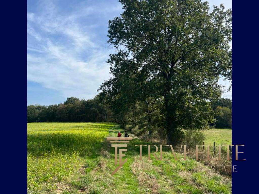 Уединённая природная сцена с зелёным полем и крупным деревом под голубым небом. Идеально для элитной недвижимости и инвестиций в роскошные загородные участки.